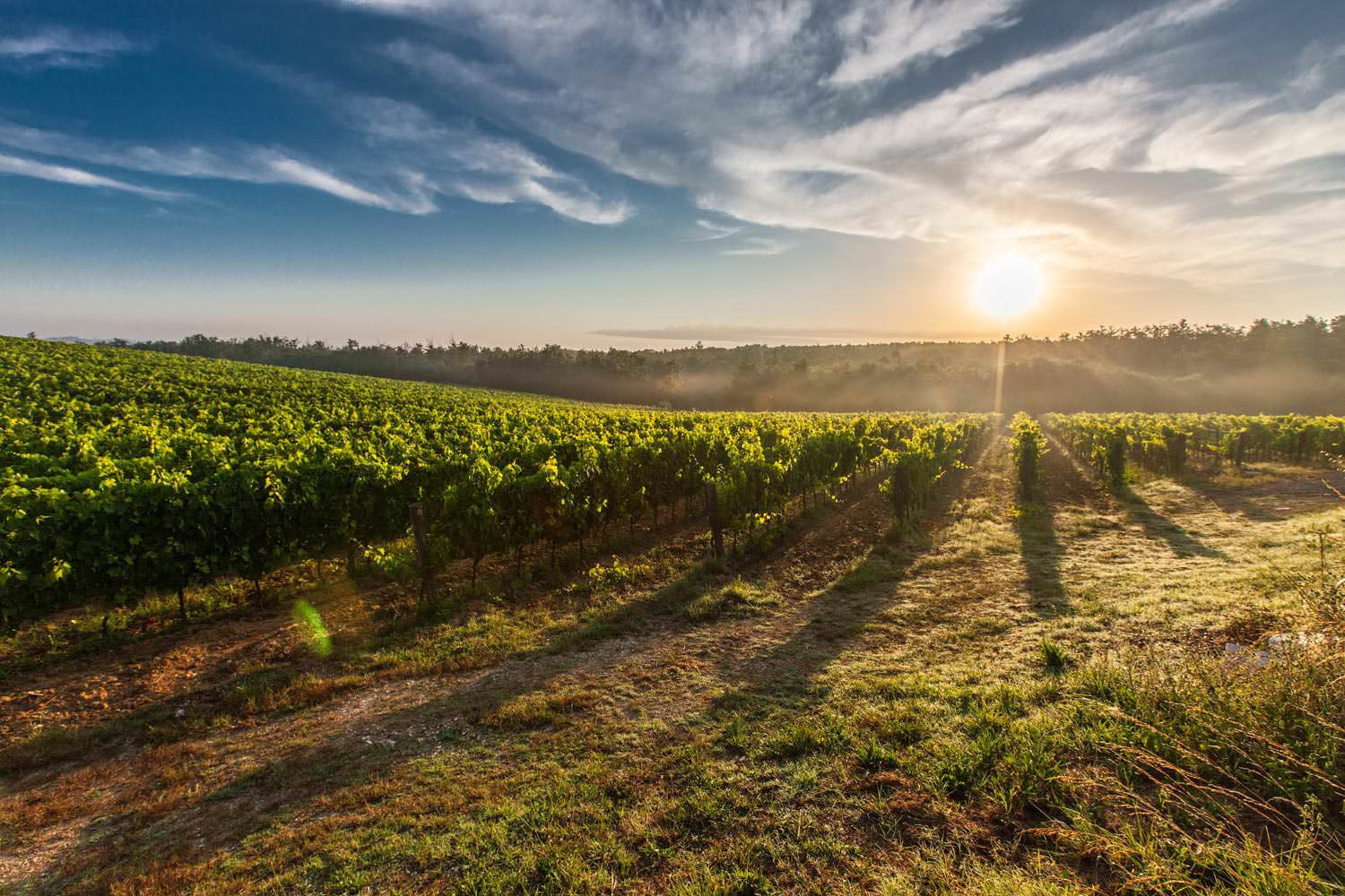 Tuscany winegrowing grapevines